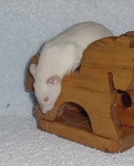 1.Jillian @ 8wks
"Jilly"