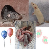 Highlight for album: PHOTOS OF GAGE, JENNA & THEIR BABIES