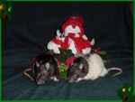 Beanie and Cecil 
2002