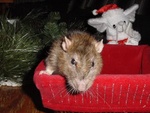 3.Rascal Pete
Kissable fuzzy face!