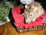 2.Rascal Pete
Looking his handsome elderly agouti self.