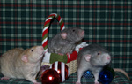 Highlight for Album: Christmas Boys 2006