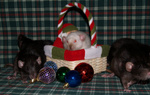 Mama Jenna (in the basket)and at least three of the Terrible 4's