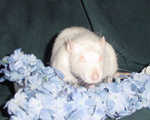 Smudge