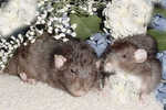 Noah and Zoe (MM)