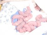 Highlight for Album: Babies are born!
24 hours to 1 week old.