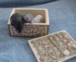 2 week old boys