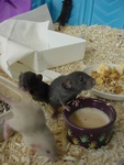 Highlight for Album: 3 weeks old!
We have fur, we can hear, we can see (ok but not far)!
