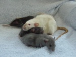 Highlight for Album: 4 weeks old and almost on our own!


(Now, Mama don't wander far, please)