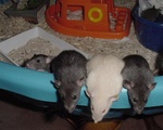 Highlight for Album: 5 weeks.

"We're weaned"!