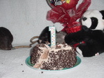Who invited the bear?