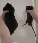 Gage 9mo. and Cody 8wks
Comparing size
"See, son, someday you'll be as big as me"!