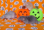 littlefellas05
