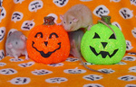 littleguys