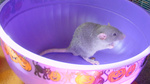 littlereece
