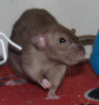 Anastasia our burmese dumbo girl