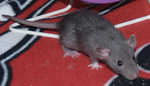 Little Jailene