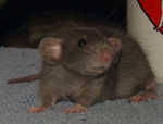 Jailene our baby Russian blue dumbo girl