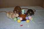 Truffle, Anastasia helping Jailene celebrate!