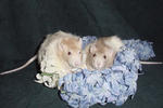 Cory (7/06-8/08)& Andy (7/06-4/08)
(our dwarf male rats)