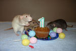 Truffle, Anastasia and Jailene: Happy Birthday!