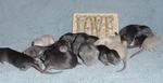 The group at 2 weeks
(the word Love on the box says it all!)