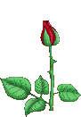 a rose in bloom
