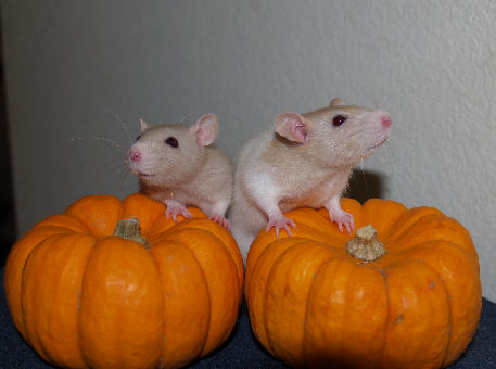 Andy & Cory
3 month old dwarf beige hooded males
10/06