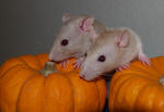 Our dwarf beige-hooded males,
Andy and Cory (3 months old 10/06)