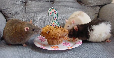 Mink, Annie Jr., and Phoebe (left to right)
"Our 2 year olds together"