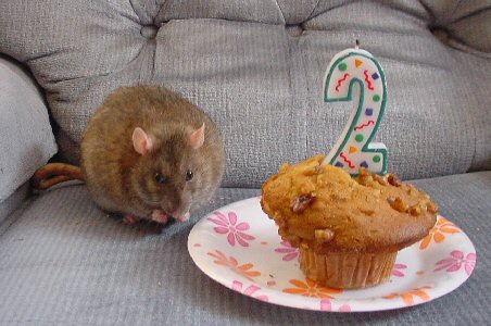 Mink
"How quickly can I eat this before someone notices the back of the cupcake is gone?"