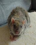 Sir Henry 
Photo 2: Such a darling sweet face, such a loving little guy. He had the softest agouti rex fur to him.