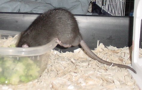 "Broccoli diving"
Gage is a black self dumbo. He is 4 weeks old and the brother to Jenna and Gabriel.
