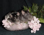 Gretchen (3/07-6/9/09)and Talitha (3/07-8/12/09)