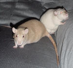 Kaylie is a blue-fawn standard ear.


Jenna is a seal point siamese dumbo ear.