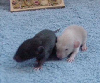 Simmon and Benji 2 weeks old
and always close to each other