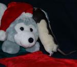 Pssstt..listen you funny looking mouse, tell Santa to fill your pouch all the way Christmas eve. There's a bunch of us yoggie dr