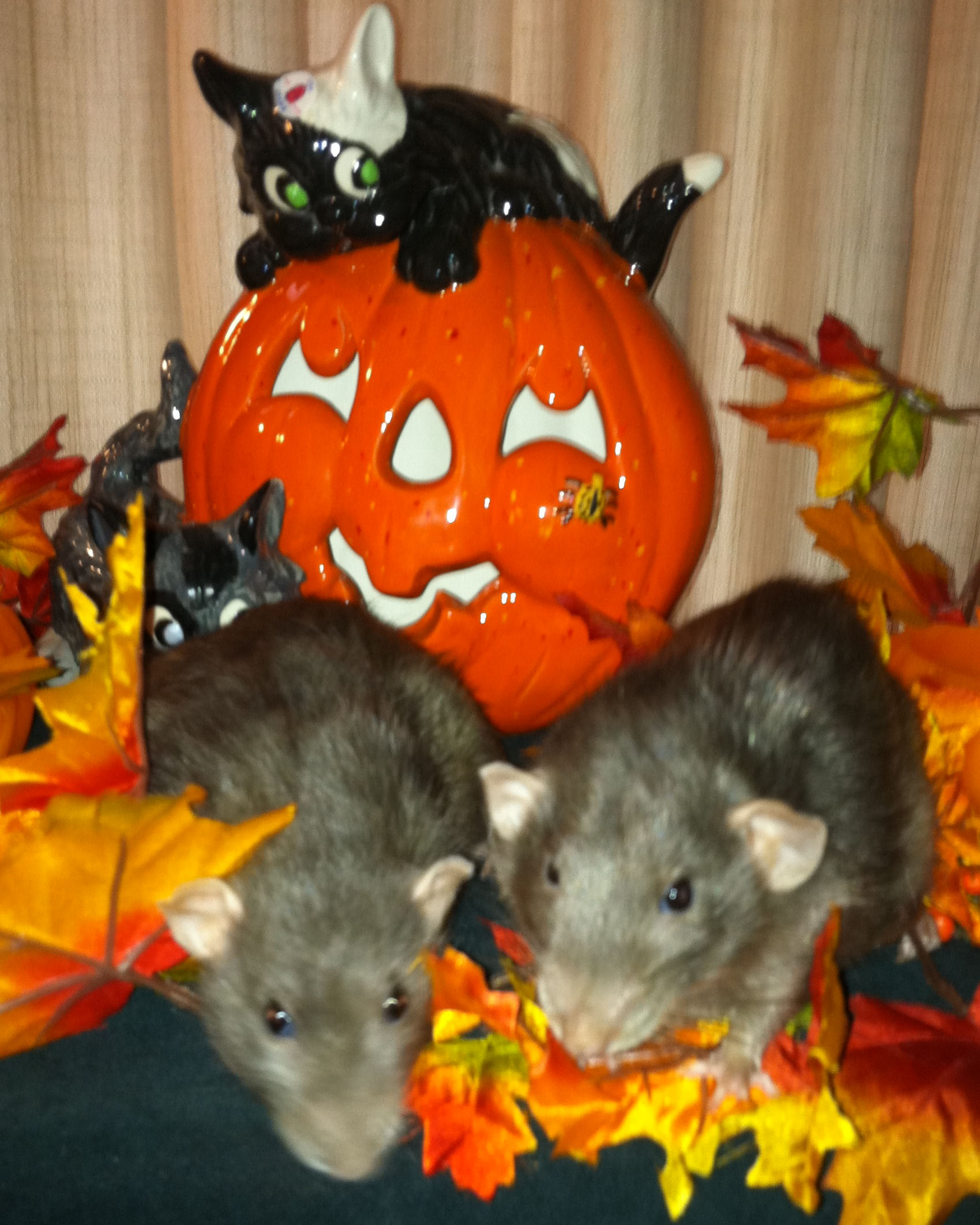 Sweet ratties Jailene and Jacob