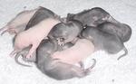 Babies are a week old. There are 4 Siamese Seal Point, 1 Russian Blue, and 9 Black selfs.