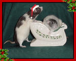 Jesse and Miss Belle
Our Christmas 2005 photo card!