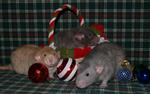 Neil, Reece (in basket), and Beau (my squeaker..lol)